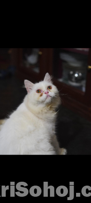 Traditional Persian